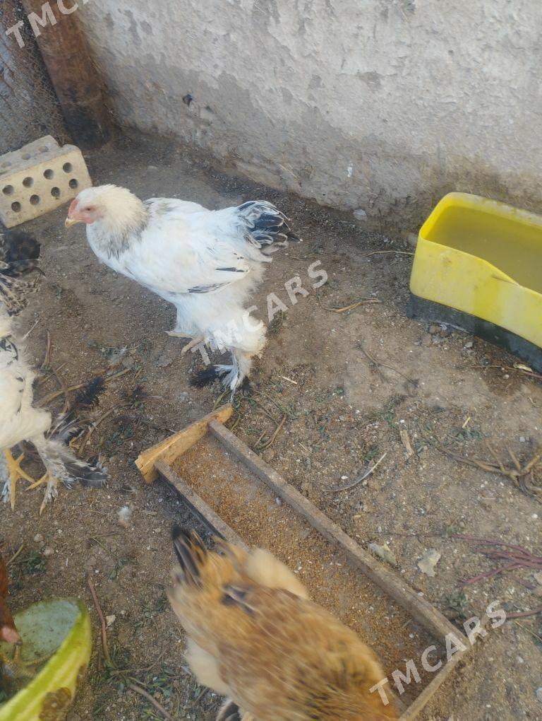 brama - Wekilbazar - img 1
