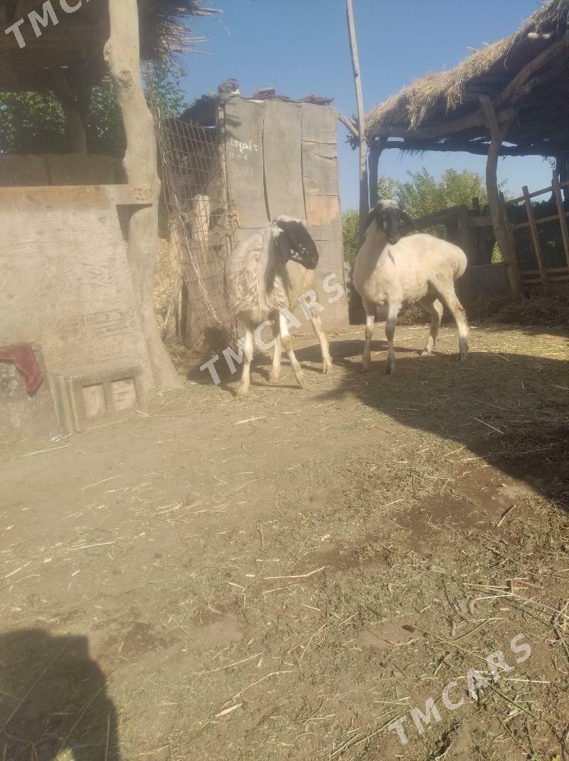 ak kockarllar - Farap - img 3
