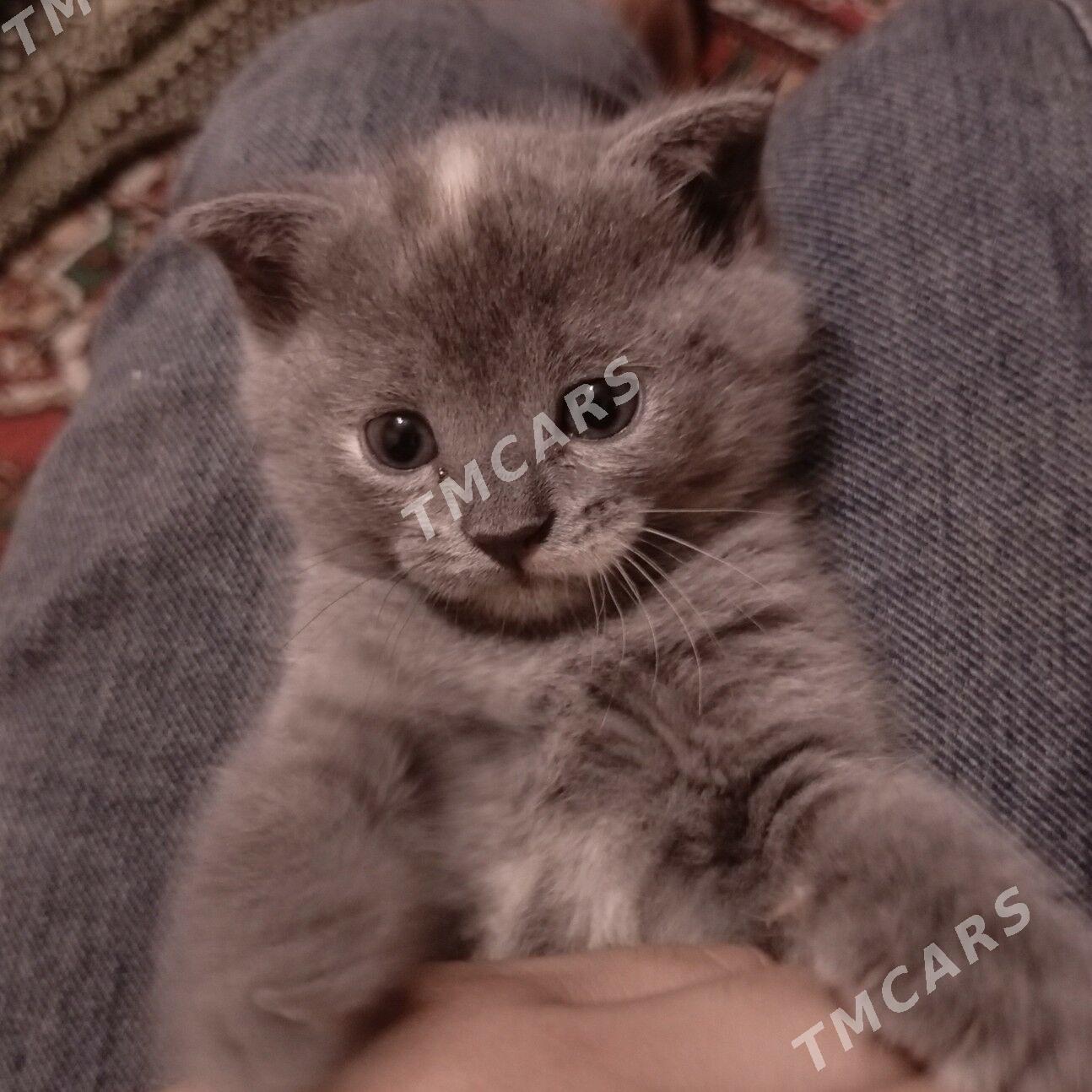 КОТЯТА  PIŞIJIKLER - 8 мкр - img 4