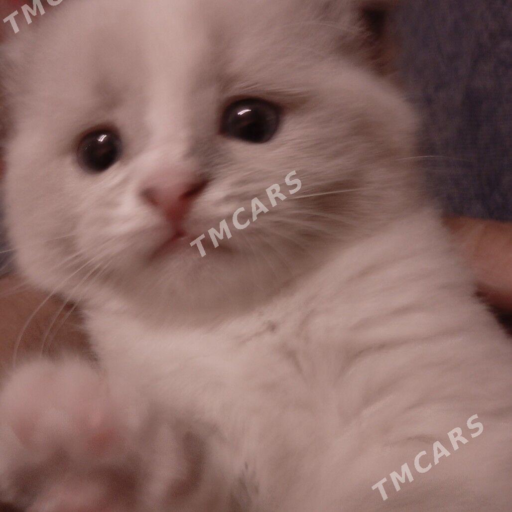 КОТЯТА  PIŞIJIKLER - 8 мкр - img 1