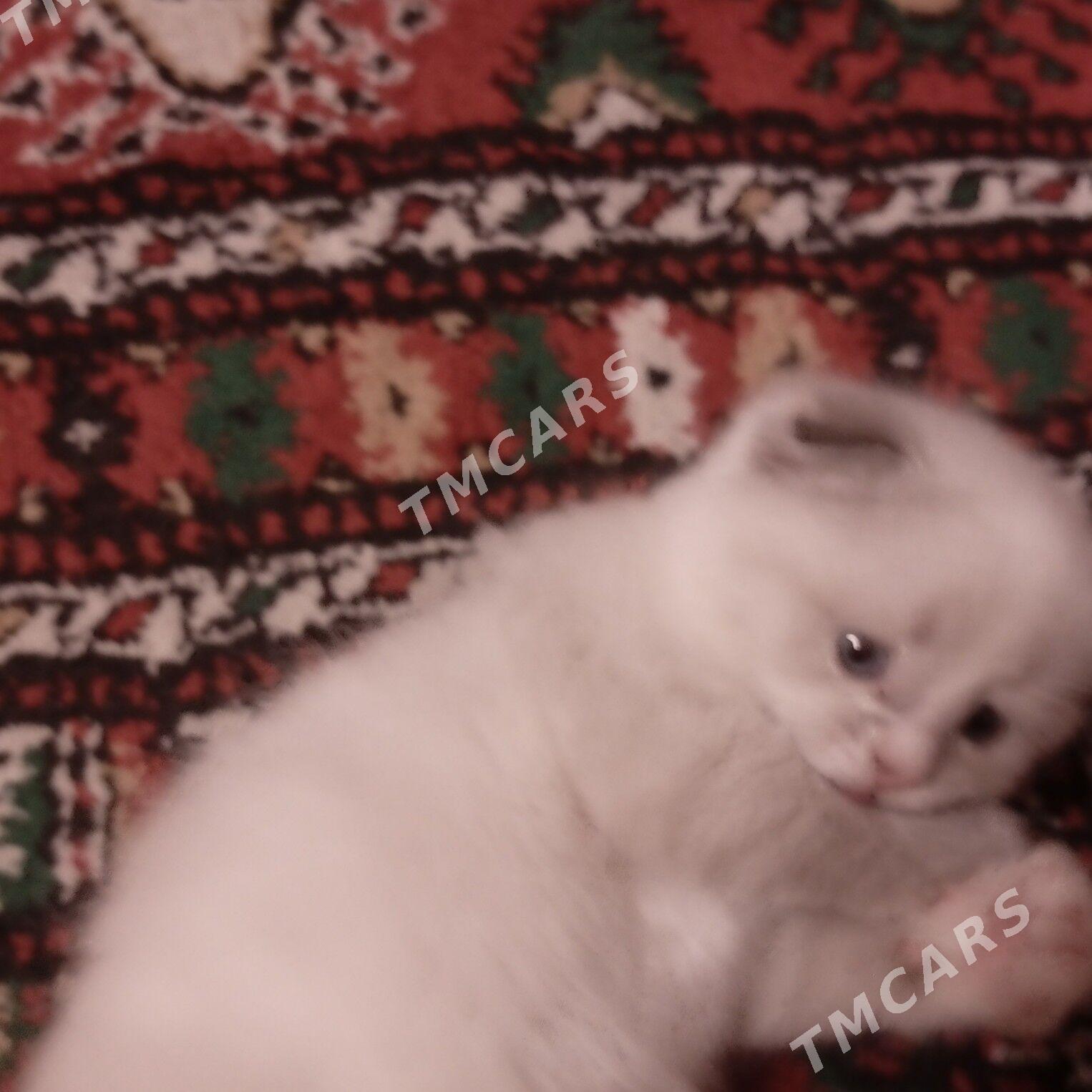 КОТЯТА  PIŞIJIKLER - 8 мкр - img 8