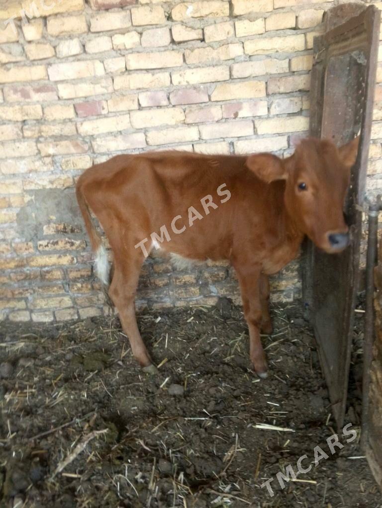 hojiek - Çärjew - img 1