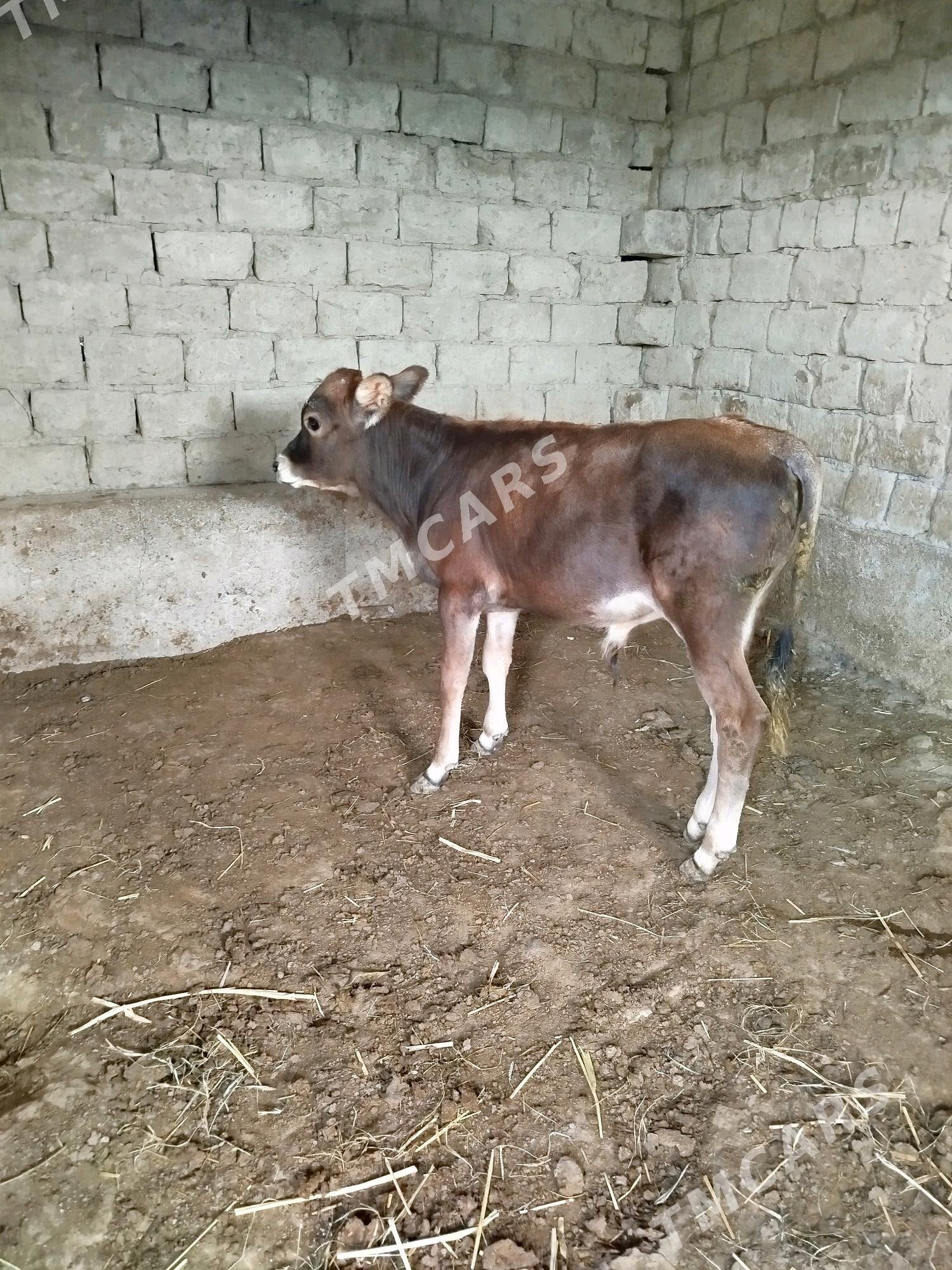 okuzce - Бахарден - img 3