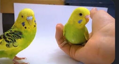 Owdan popugay guslar imleri - Aşgabat - img 4