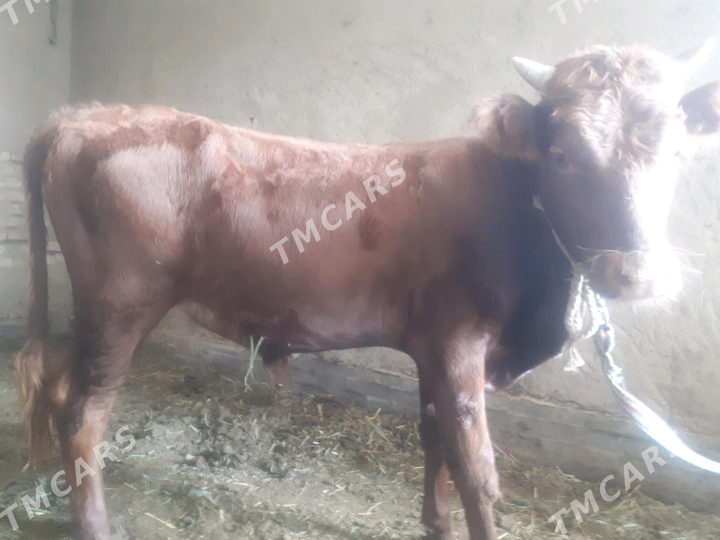 meydan okuzler - Wekilbazar - img 1