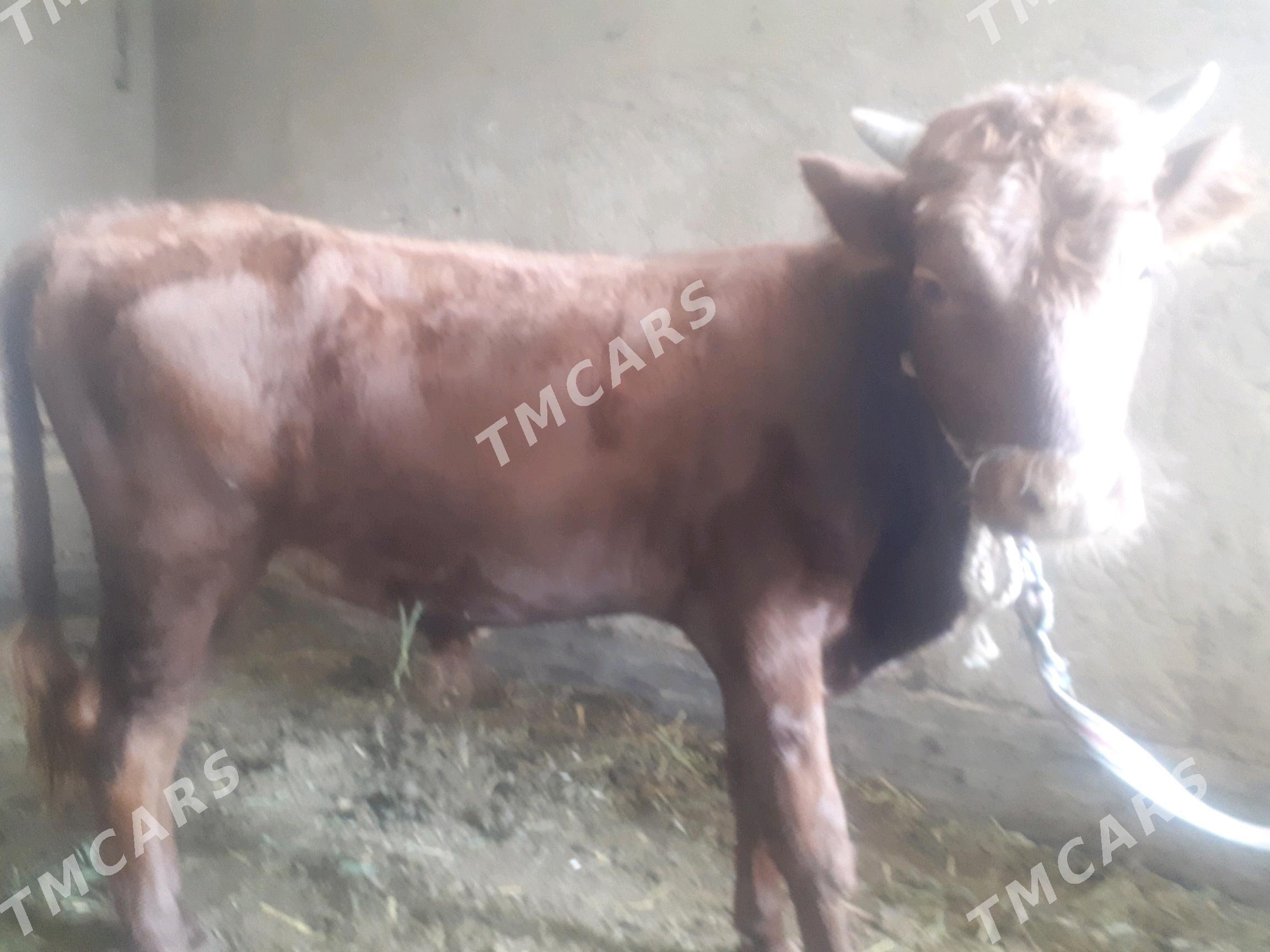 meydan okuzler - Wekilbazar - img 2