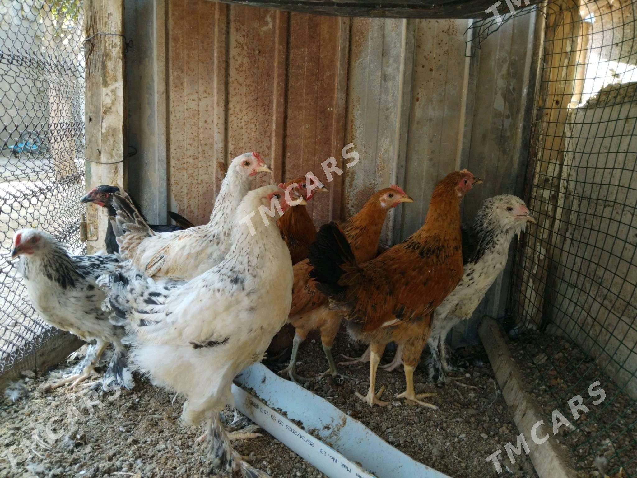 balakly jüje - Çoganly - img 1