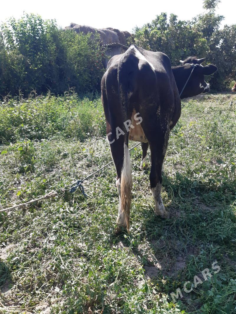 Bogaz ynajyn - Çärjew - img 2