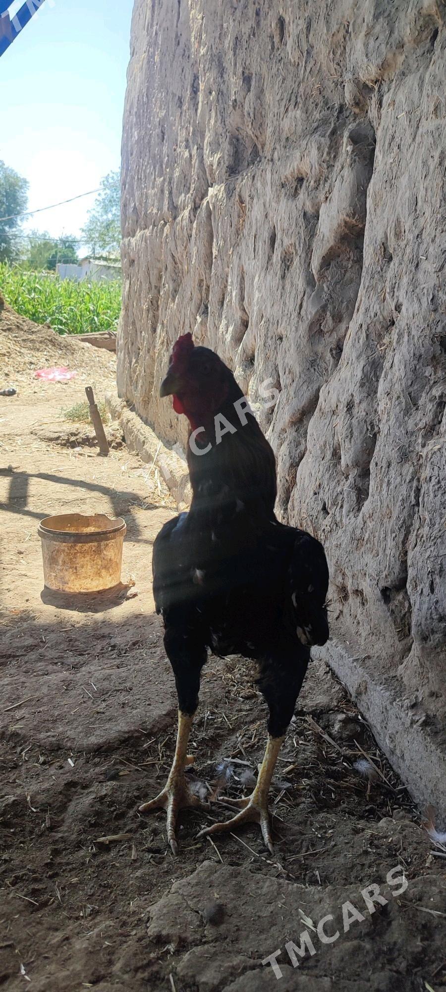 Taşkent - Gurbansoltan Eje - img 2