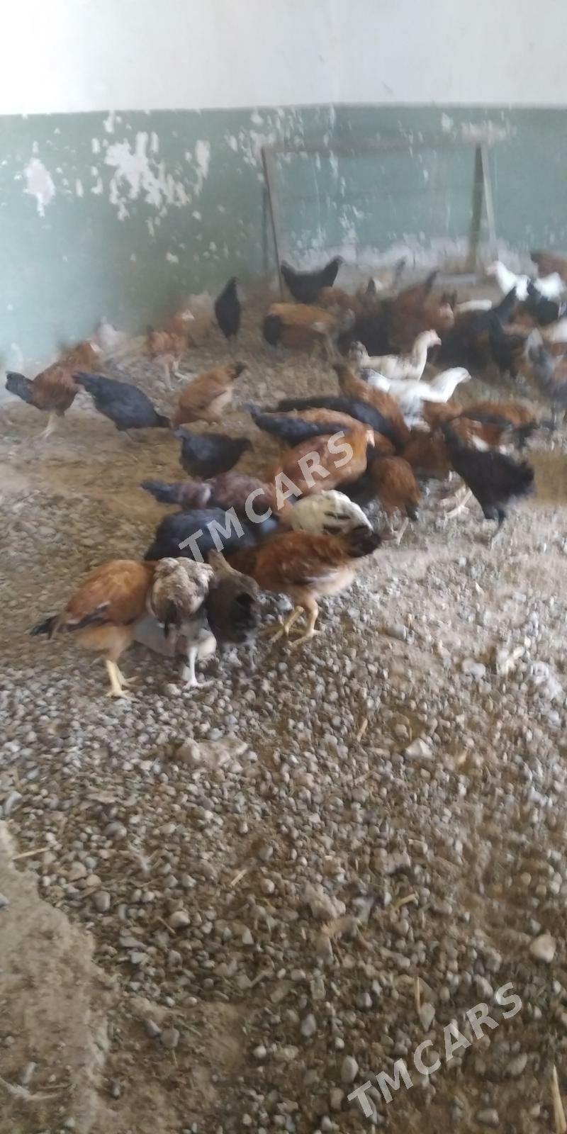 Ýaş towuklar - Gyzylarbat - img 2