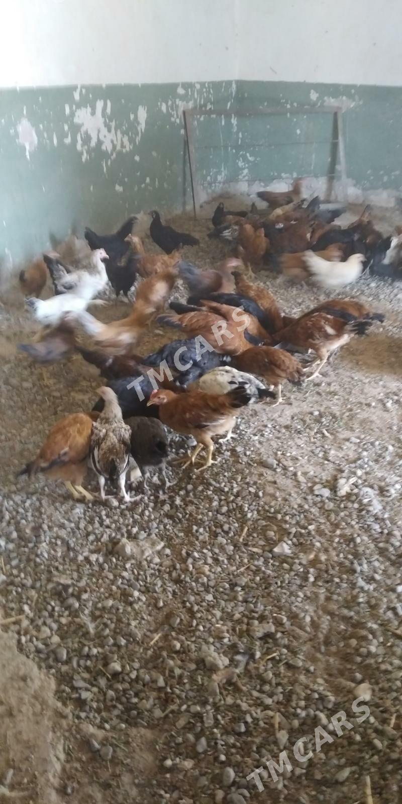 Ýaş towuklar - Gyzylarbat - img 6