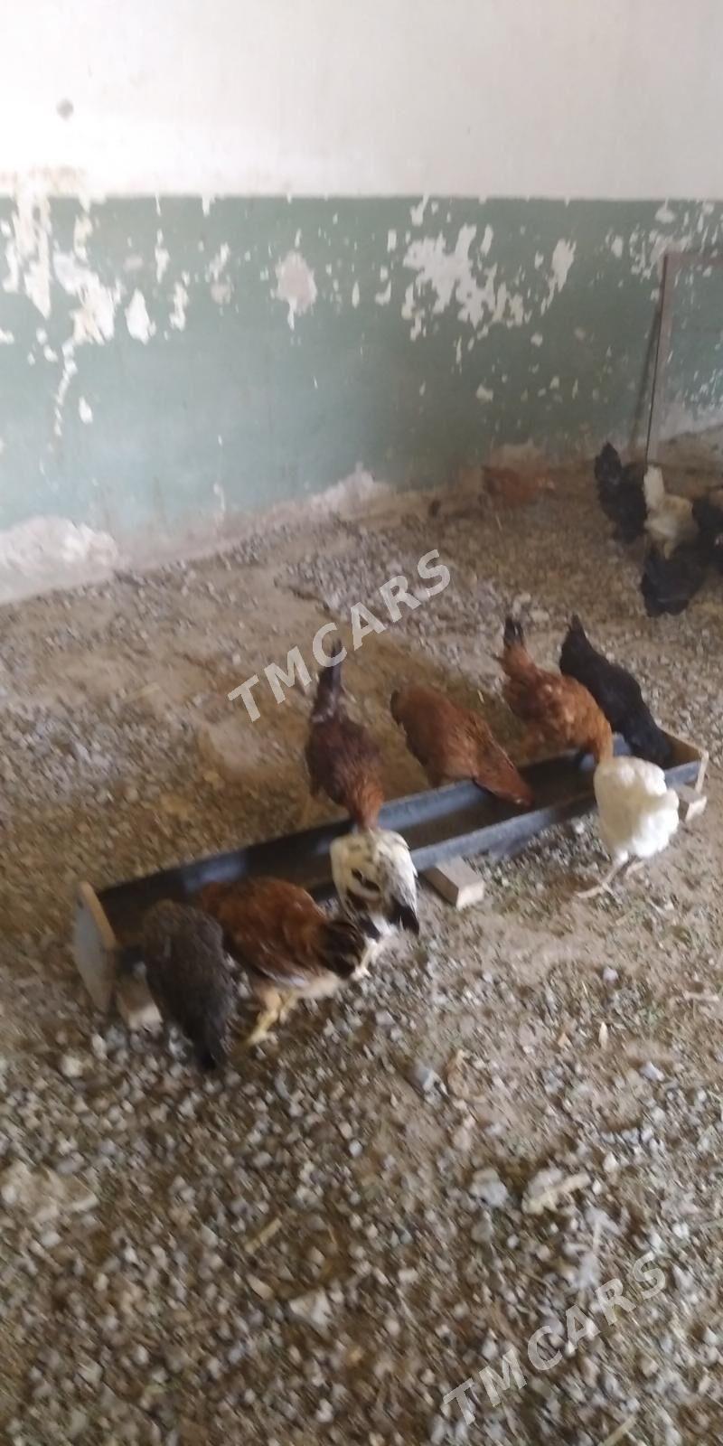 Ýaş towuklar - Gyzylarbat - img 3