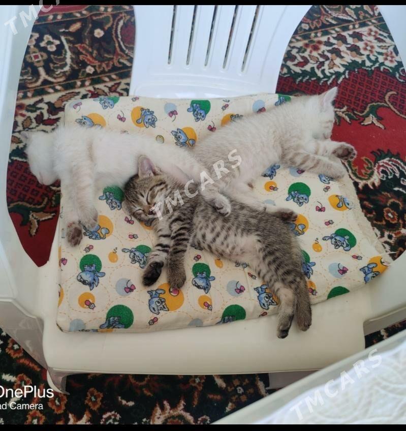 Owadanja pishikler - Daşoguz - img 2