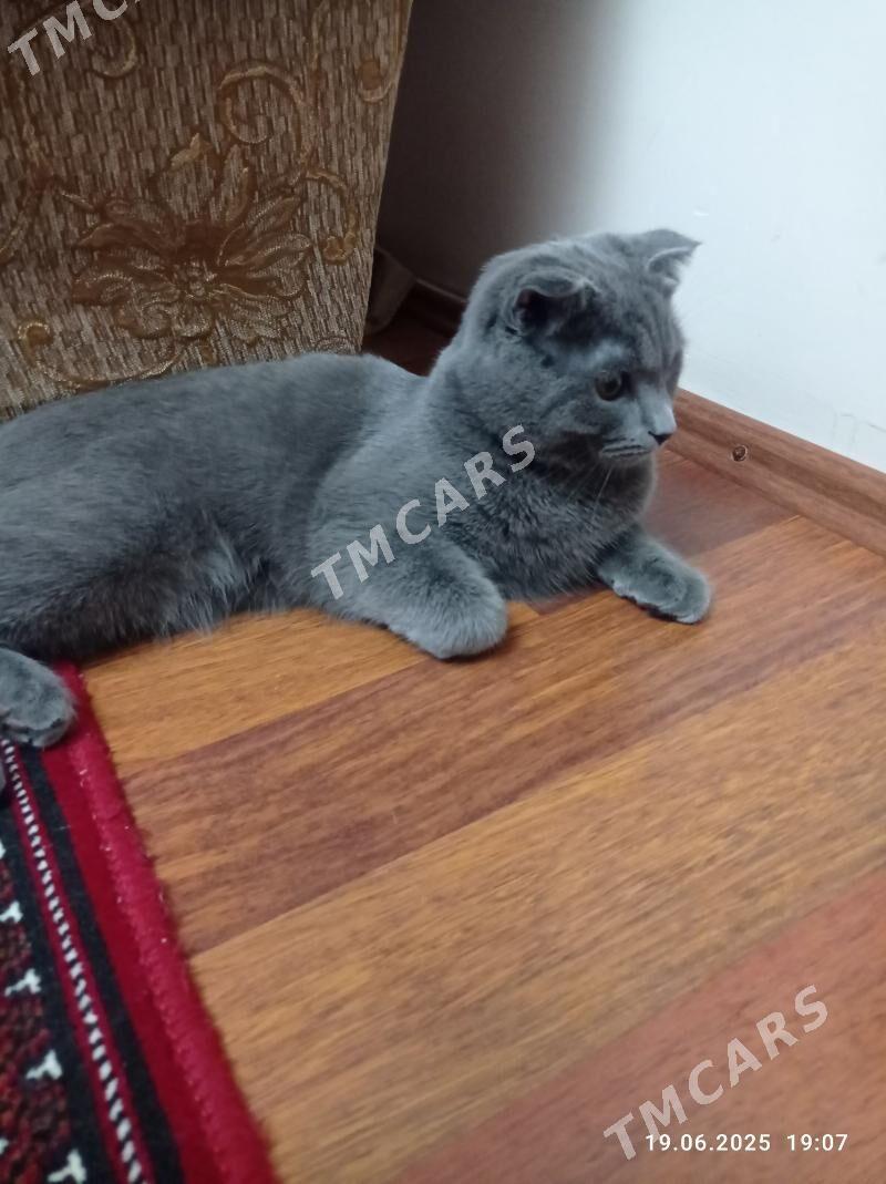 британский кот - Türkmenabat - img 2