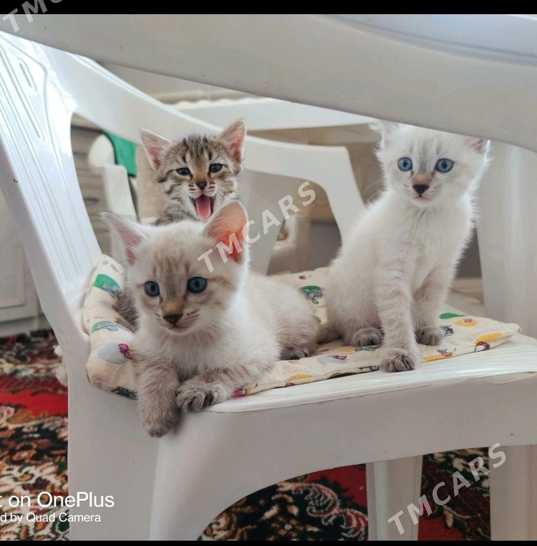 Owadanja pishikler - Daşoguz - img 5