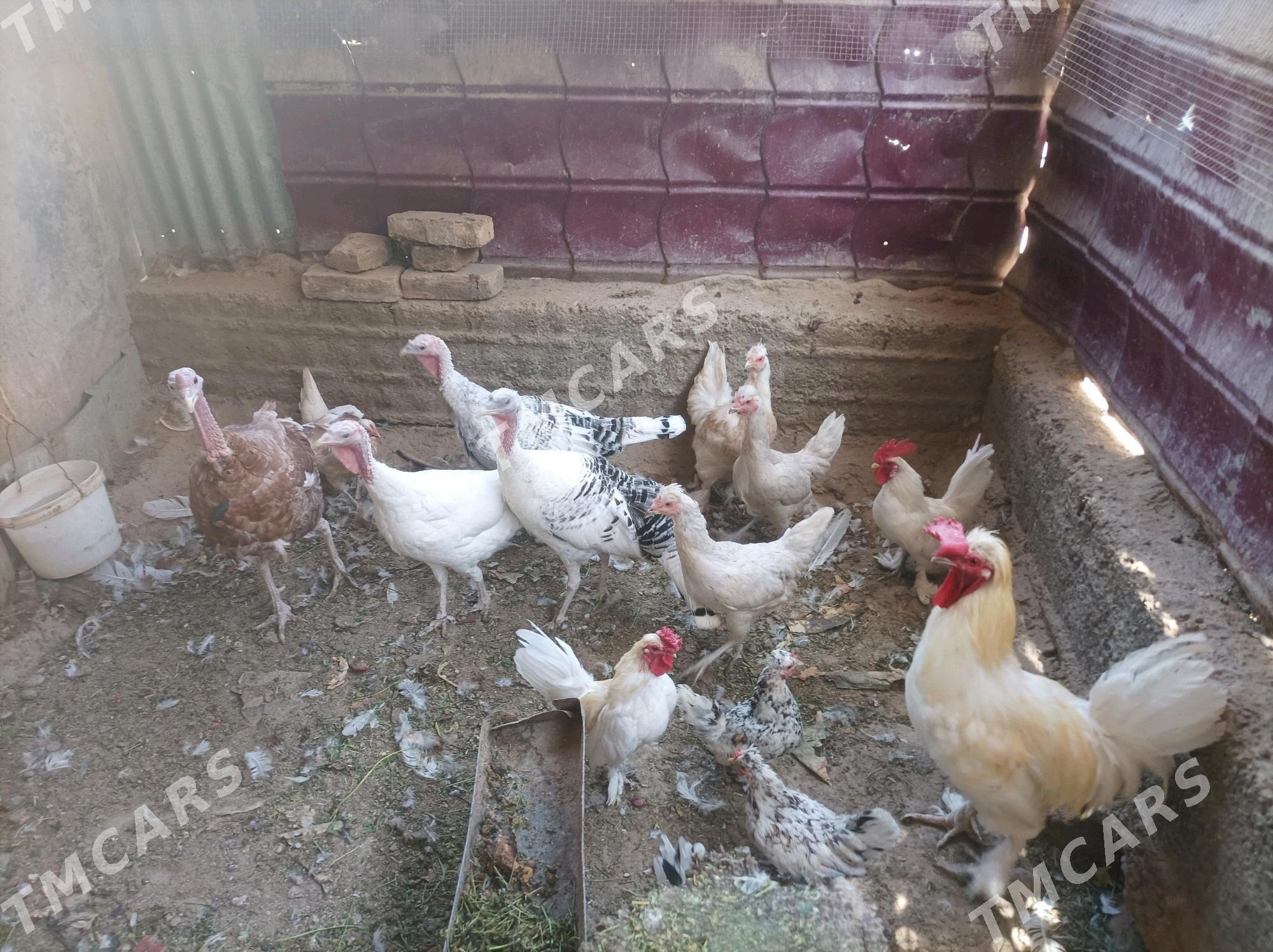 towuklar induklar - Türkmenabat - img 3