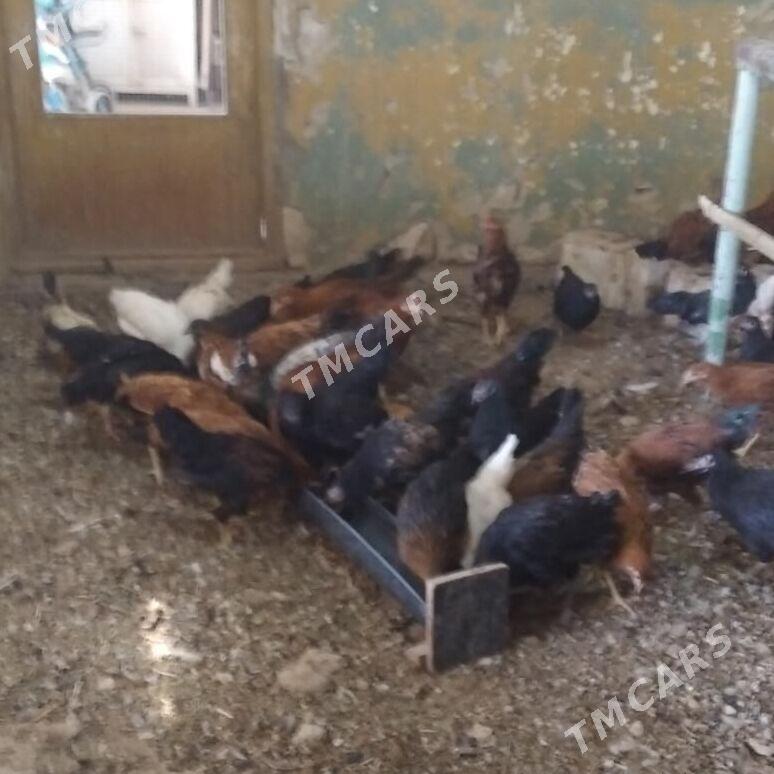 Ýaş towuklar - Gyzylarbat - img 1