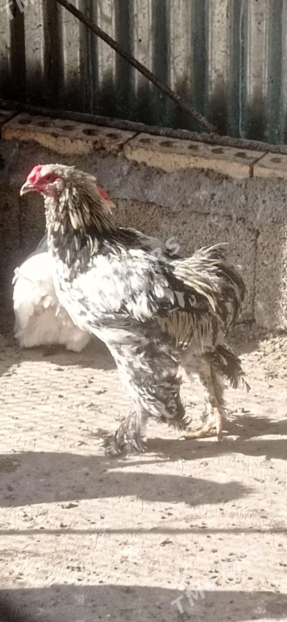brama horaz - Babadaýhan - img 1
