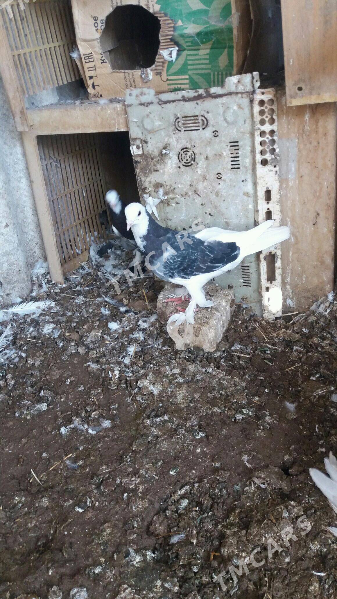 kepderi - Mary - img 3