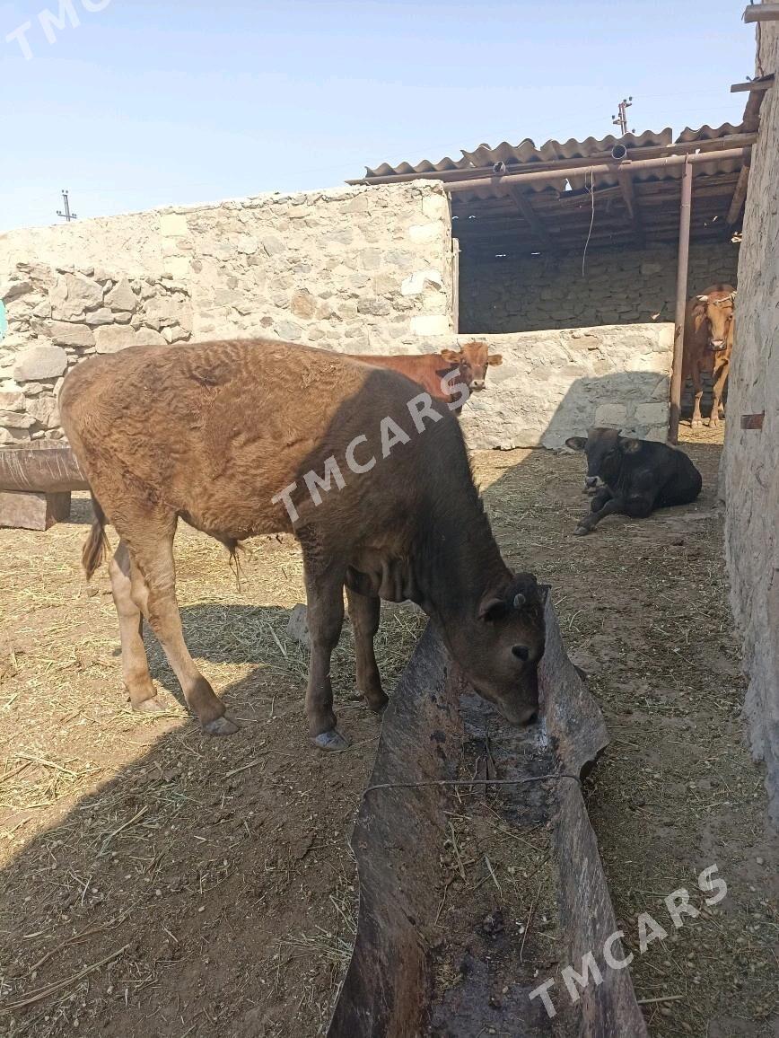 okizceler - Bereket - img 2