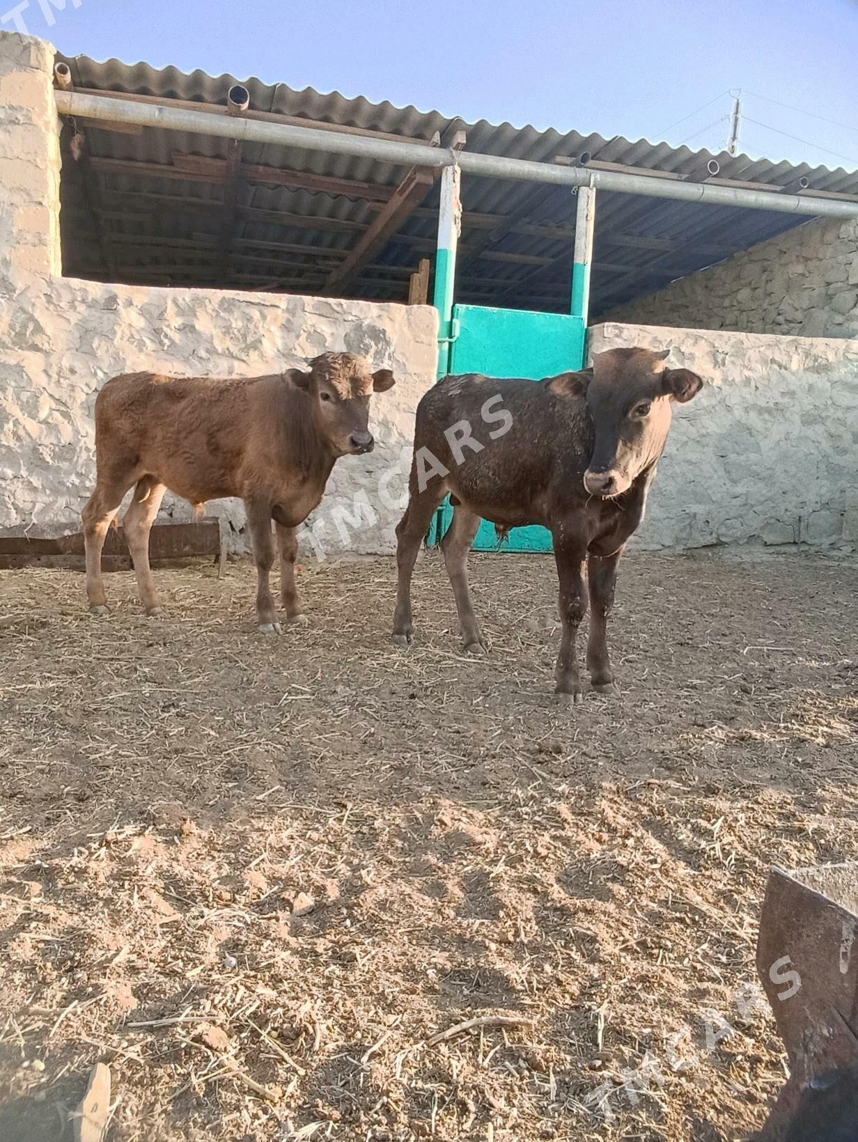okizceler - Bereket - img 3