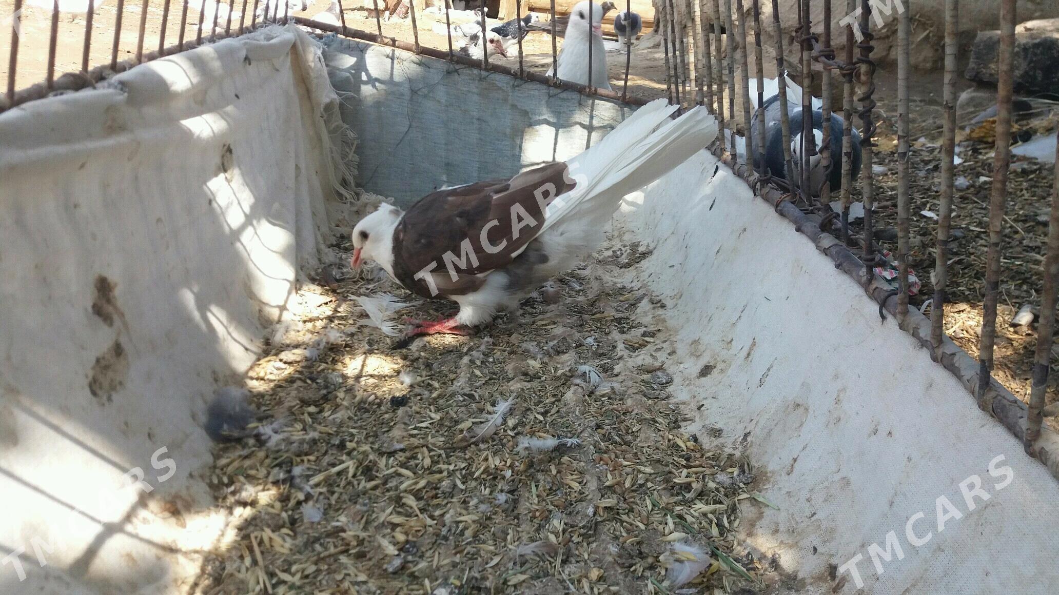 kepderi - Мары - img 3