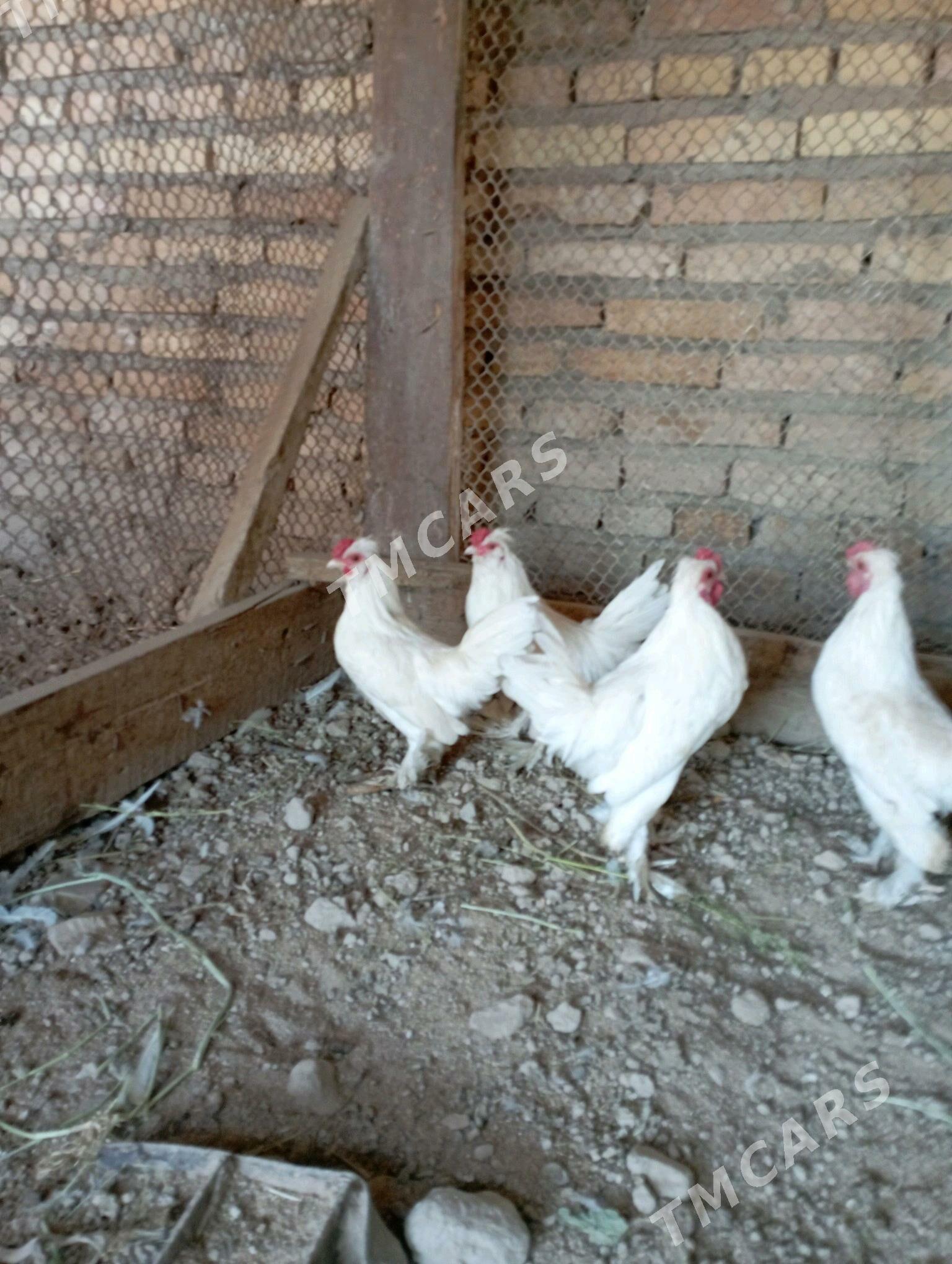 karlık tovuk - Çärjew - img 1