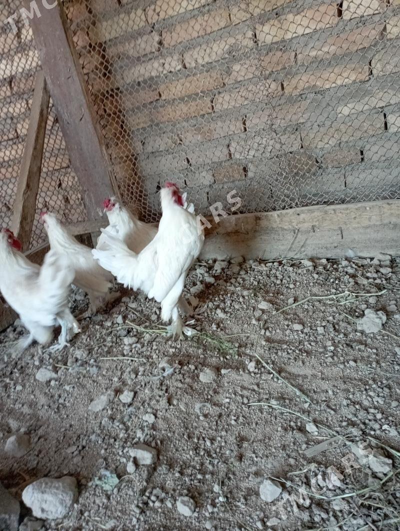 karlık tovuk - Çärjew - img 2