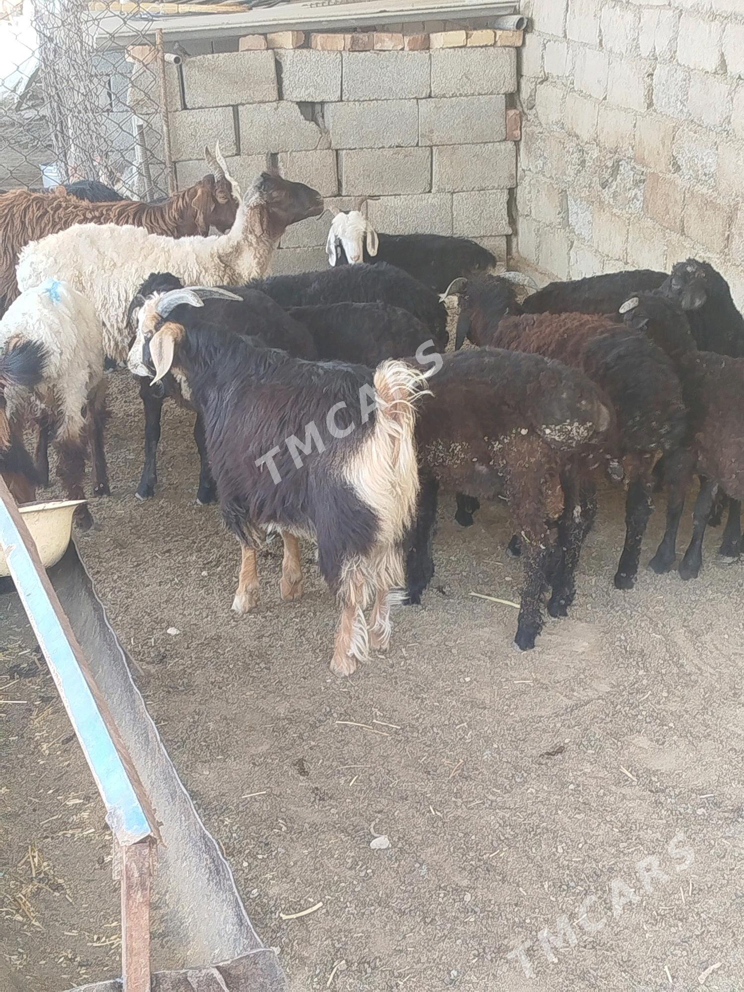 garakol tokly - Gökdepe - img 2