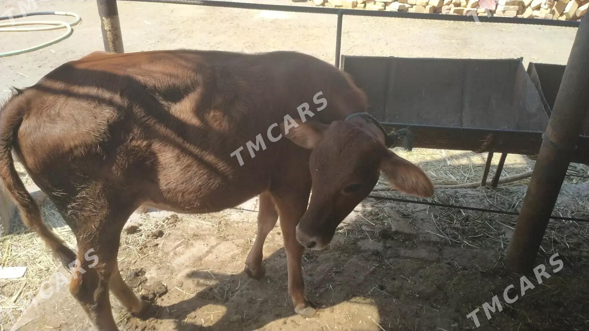 unajyn - Farap - img 2