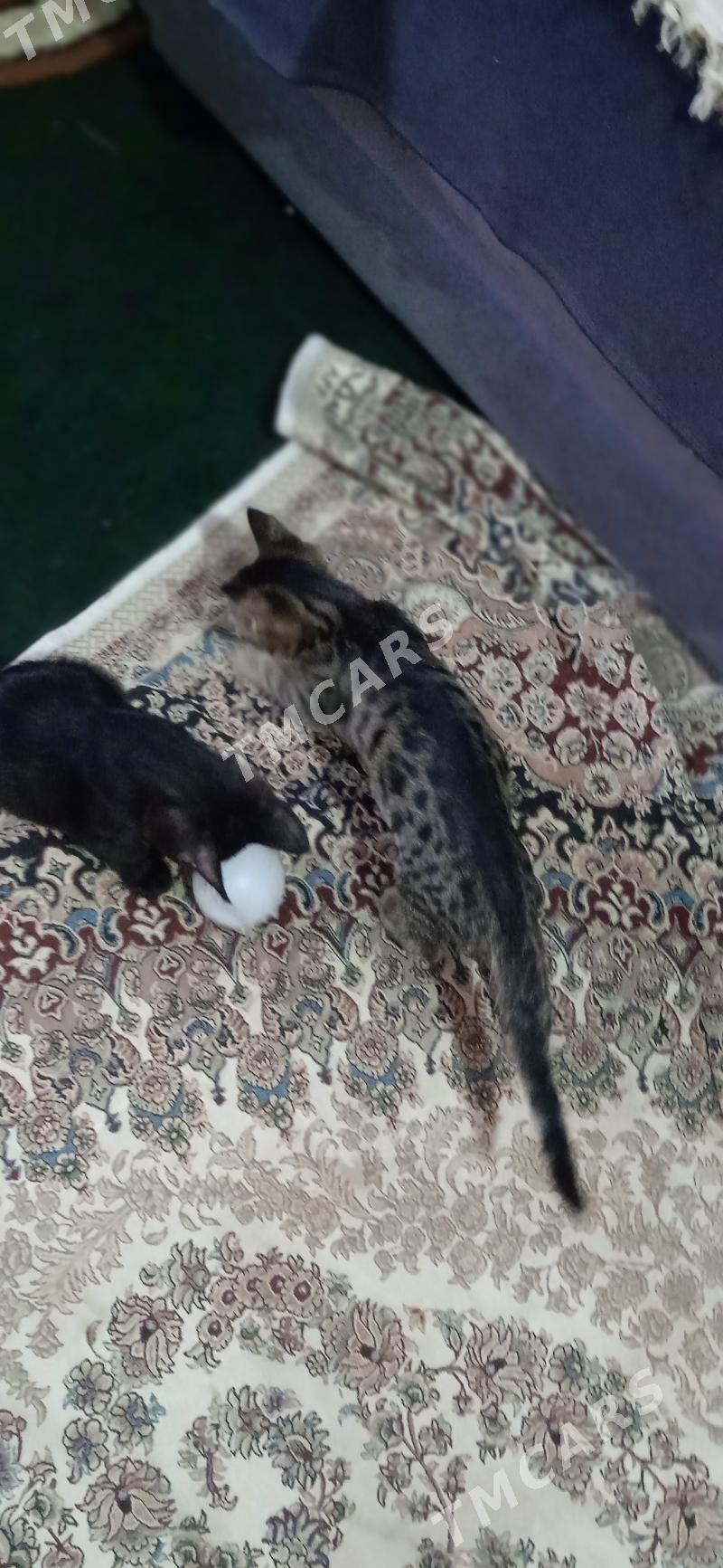 Котёнок - Daşoguz - img 2
