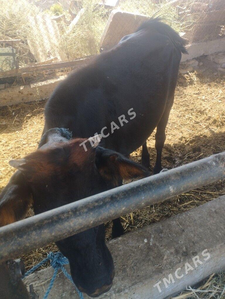 UNAJYN - Çärjew - img 1