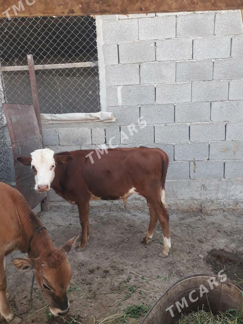 okizce - Кака - img 2