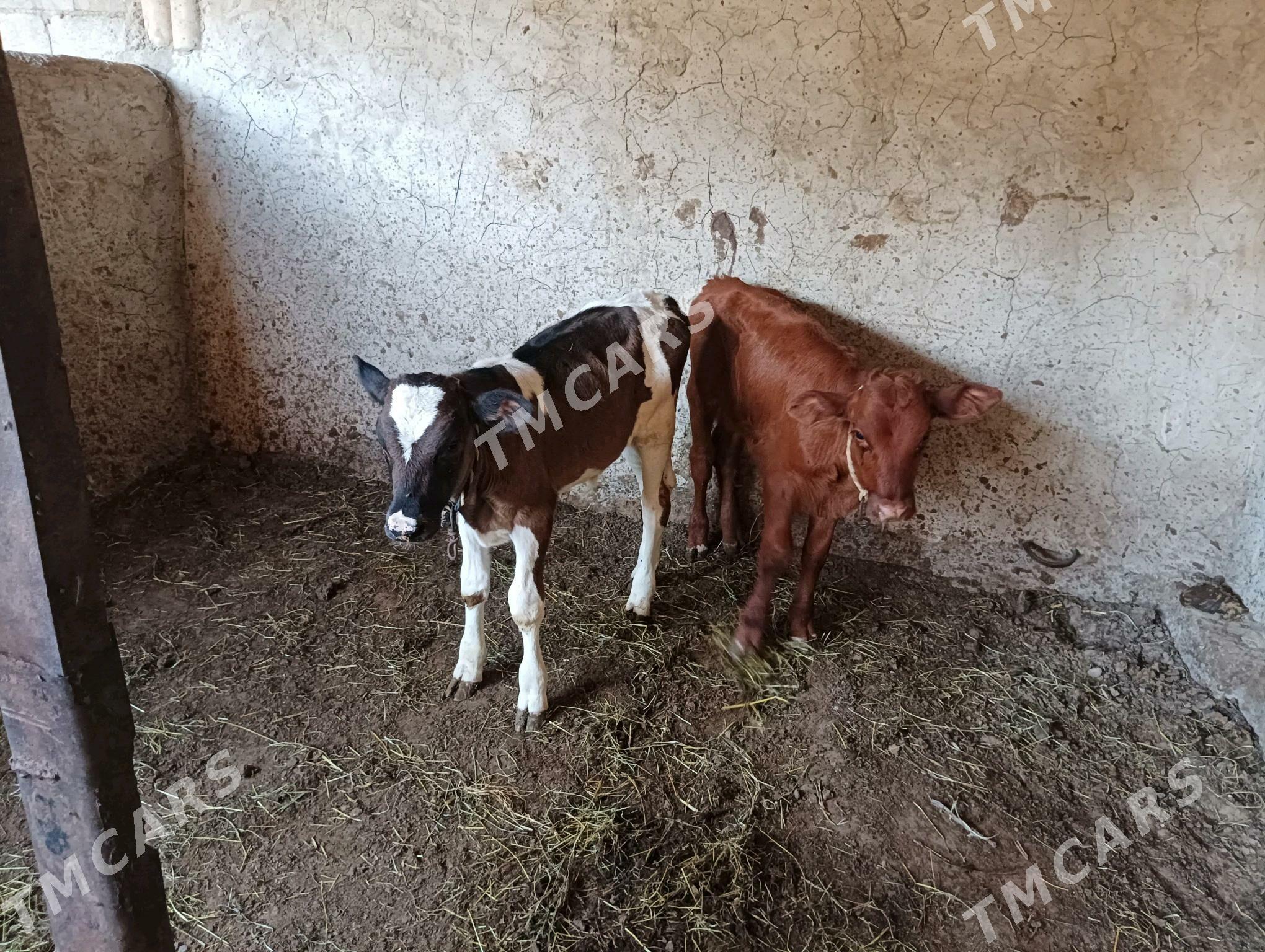 okuzçe - Бузмеин - img 1