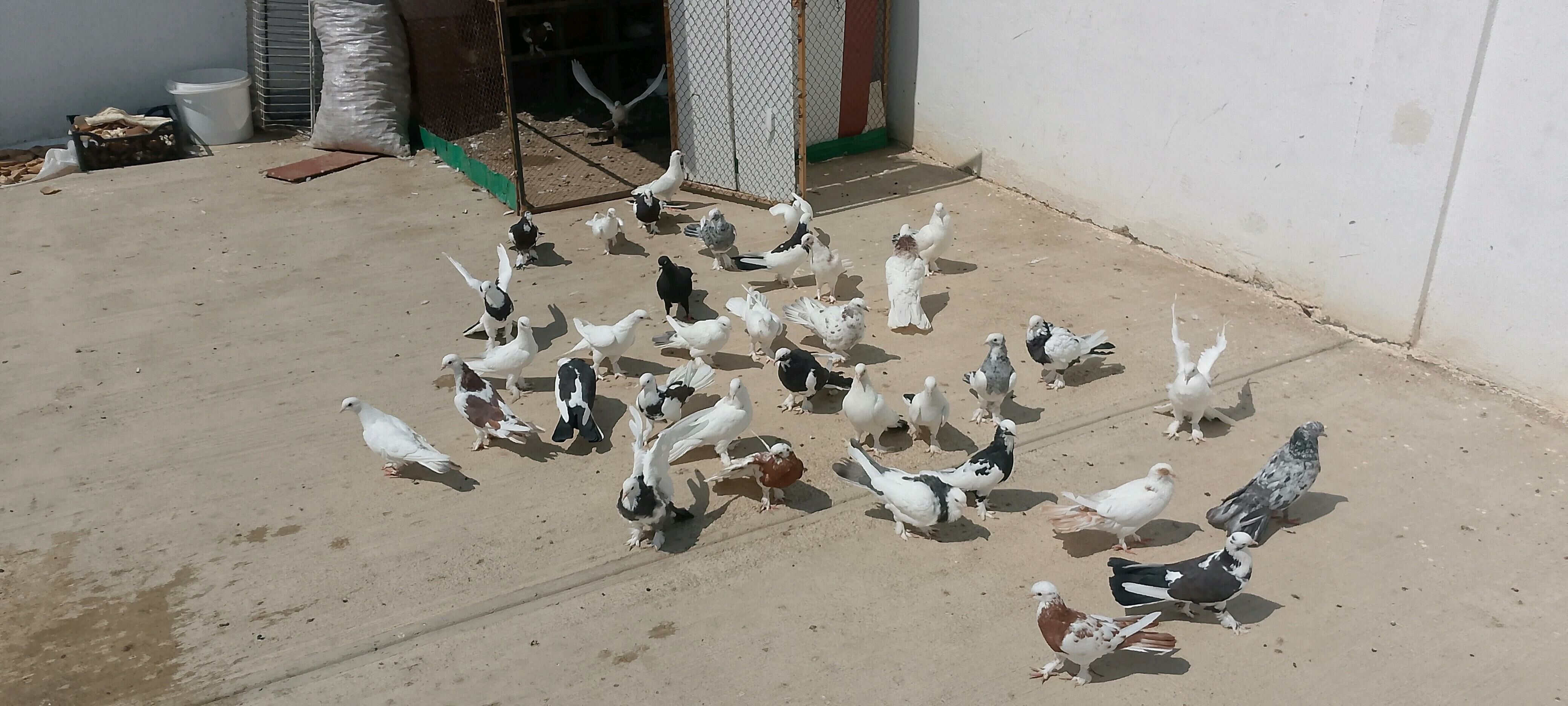 kepderi - Çoganly - img 2
