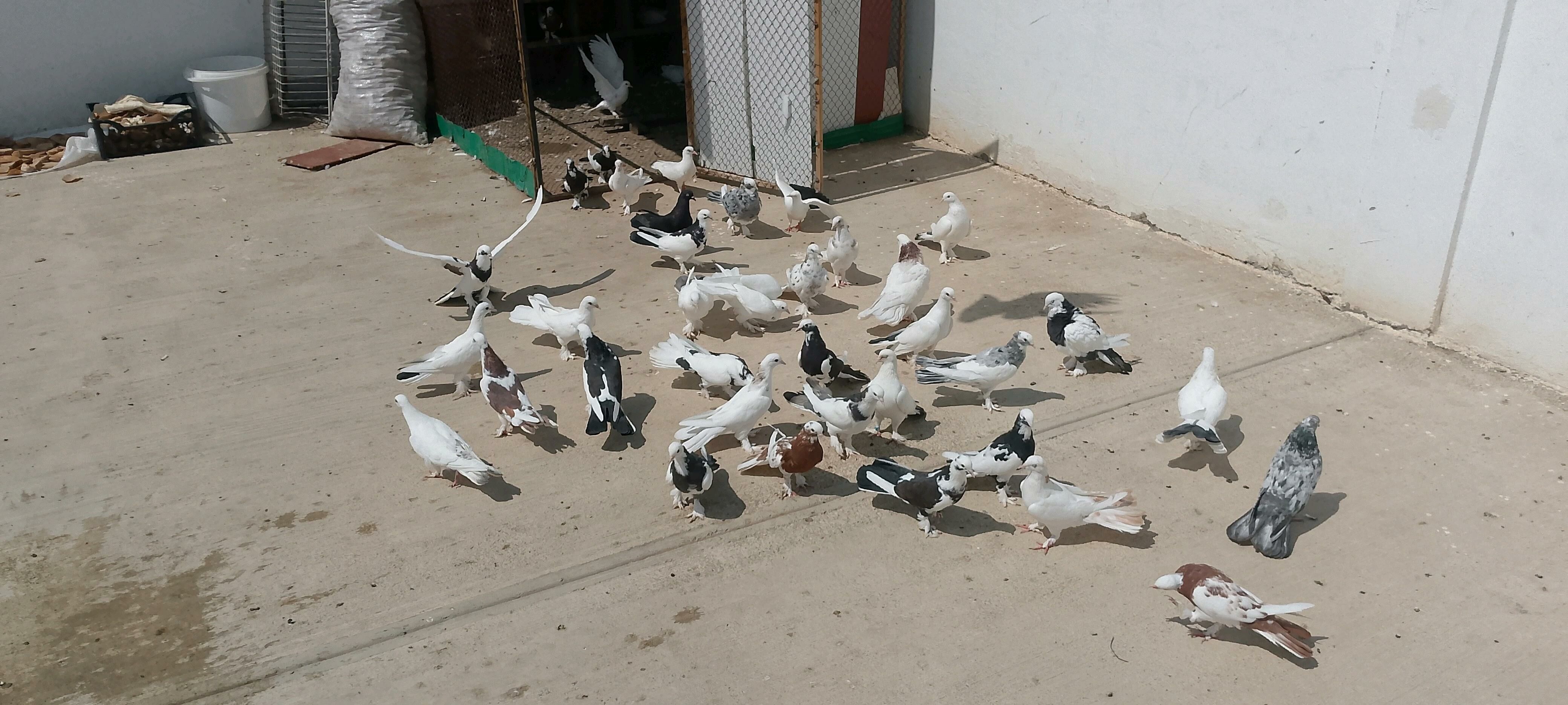 kepderi - Çoganly - img 3