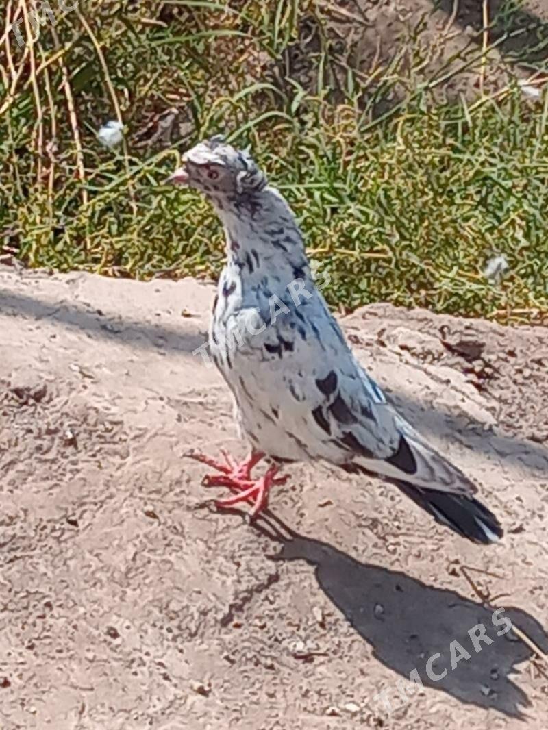 kepderi - Türkmenabat - img 2