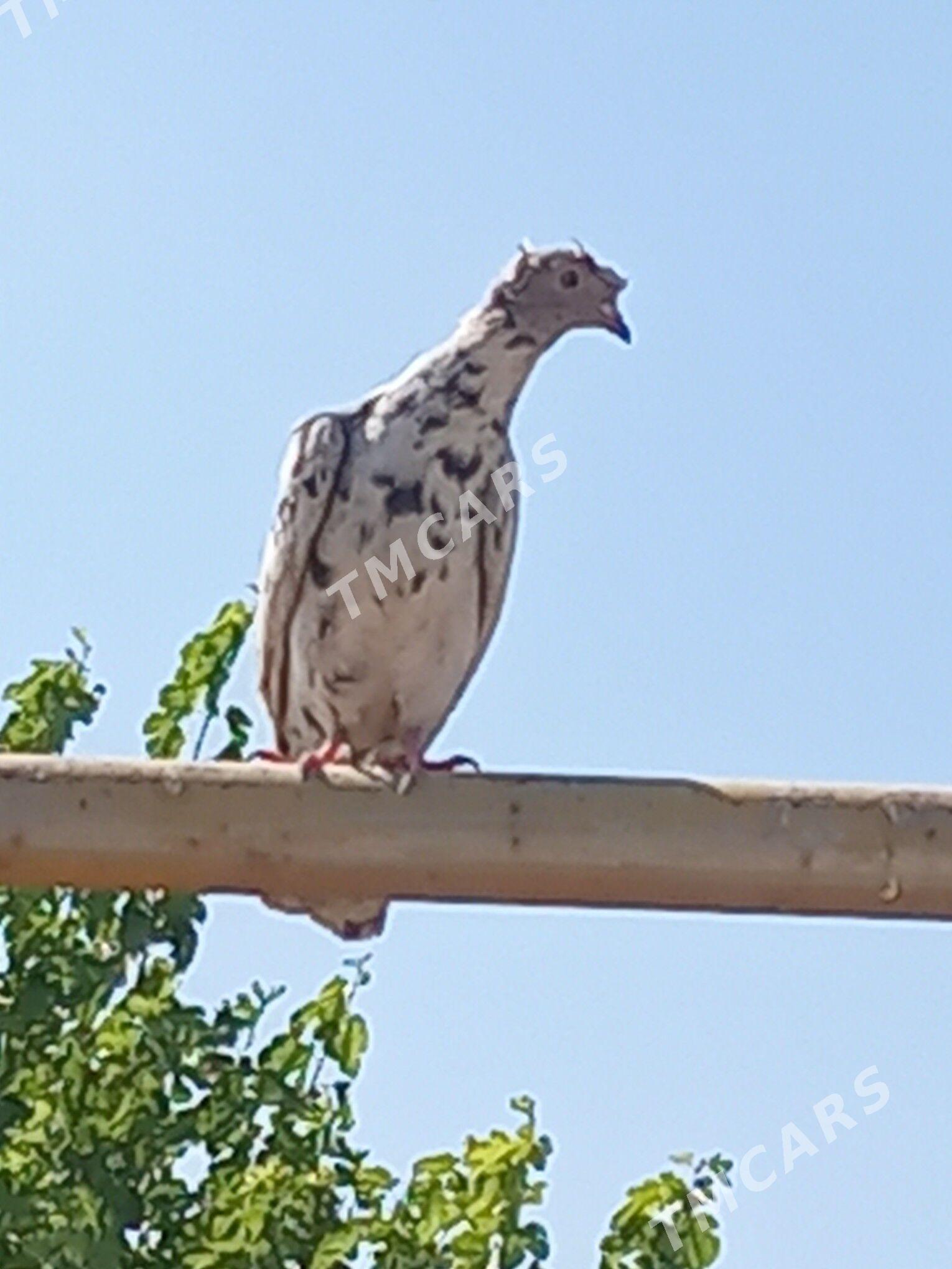 kepderi - Türkmenabat - img 1