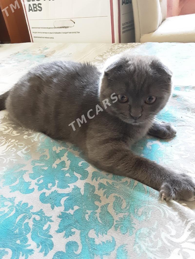 ШОТЛАНДСКИЙ КОТЕНОК ДЕВОЧКА - Ашхабад - img 6