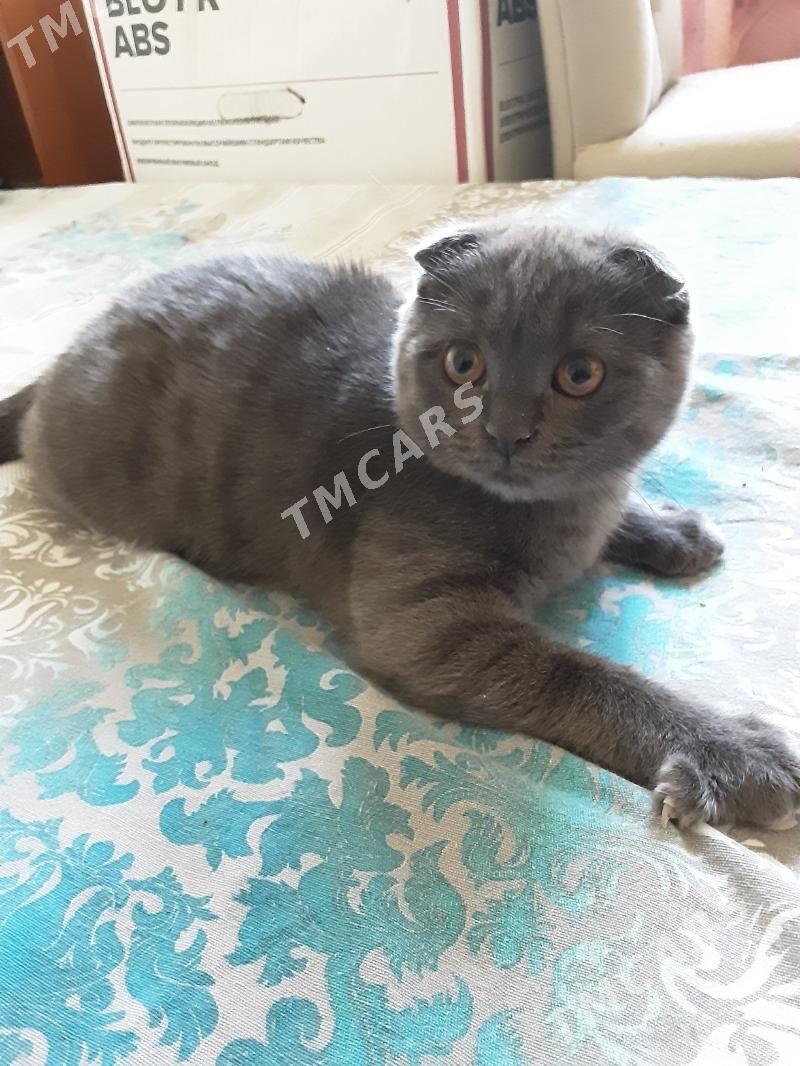 ШОТЛАНДСКИЙ КОТЕНОК ДЕВОЧКА - Ашхабад - img 5