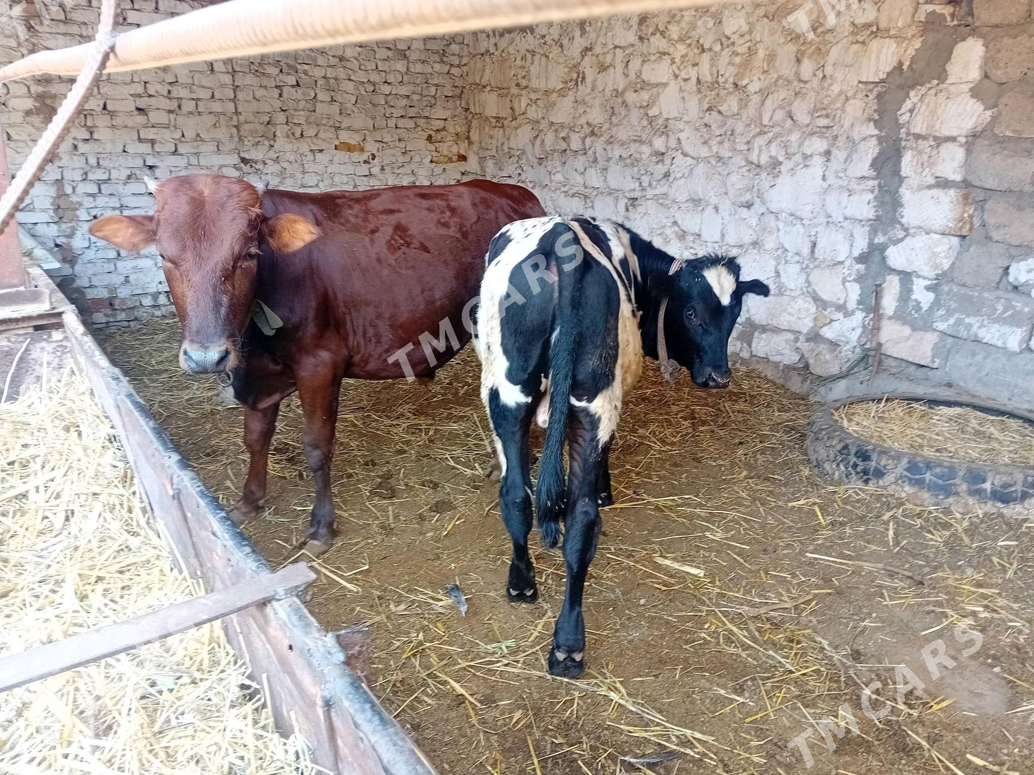 Öküzçeler - Türkmenabat - img 5