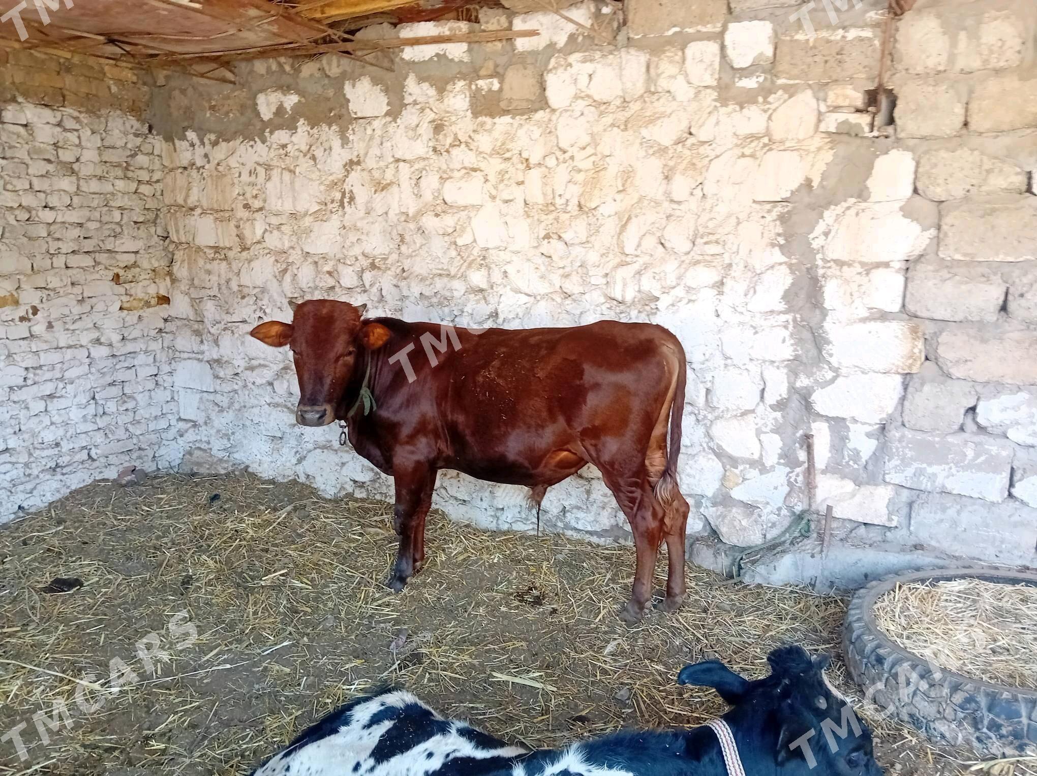 Öküzçeler - Türkmenabat - img 9