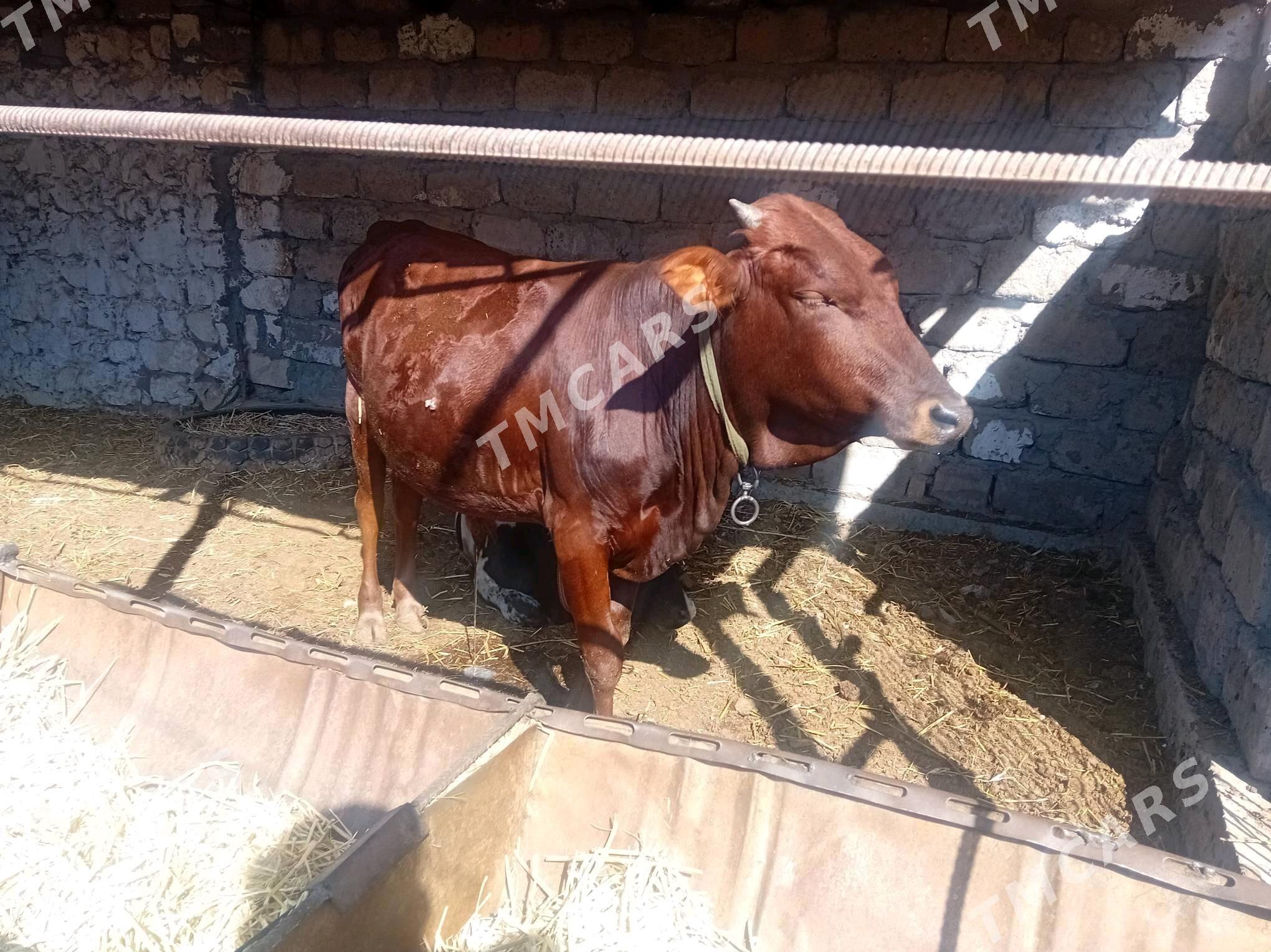 Öküzçeler - Türkmenabat - img 3