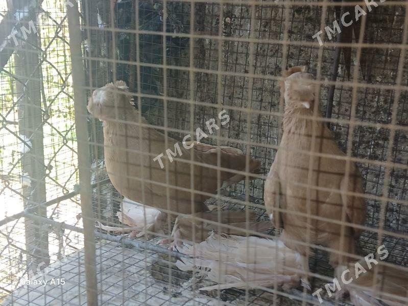 kepderi - Türkmenabat - img 3