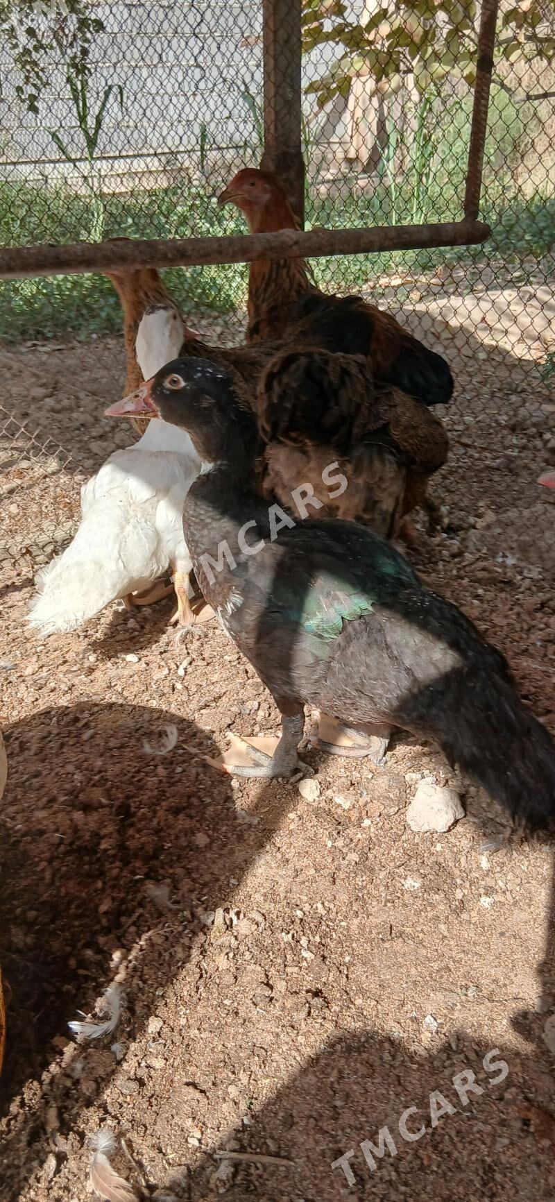 Indawutka ordek jemi 3 sany - Ашхабад - img 2