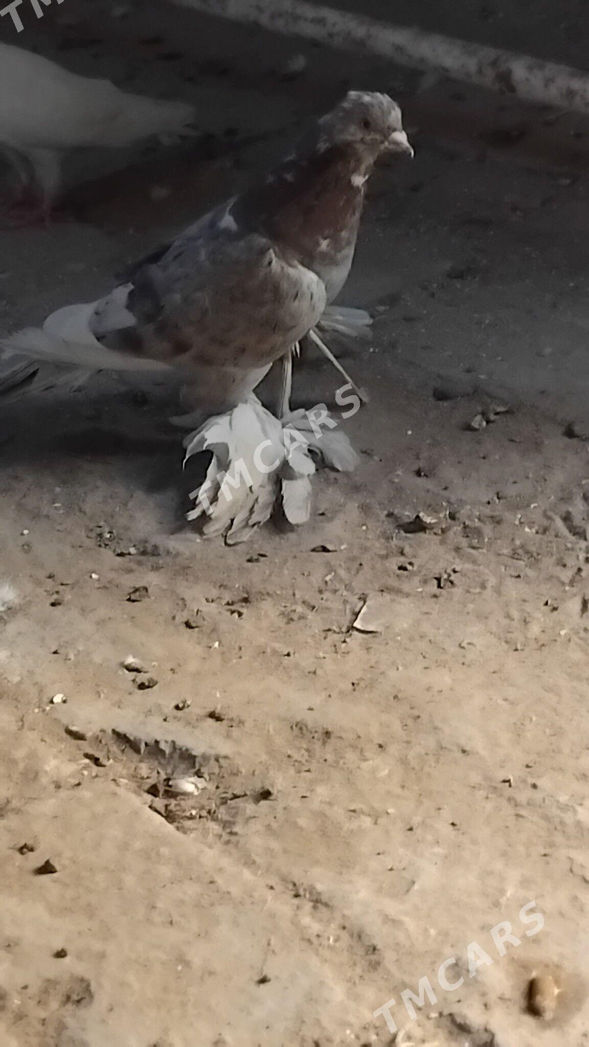 kepderi - Wekilbazar - img 1