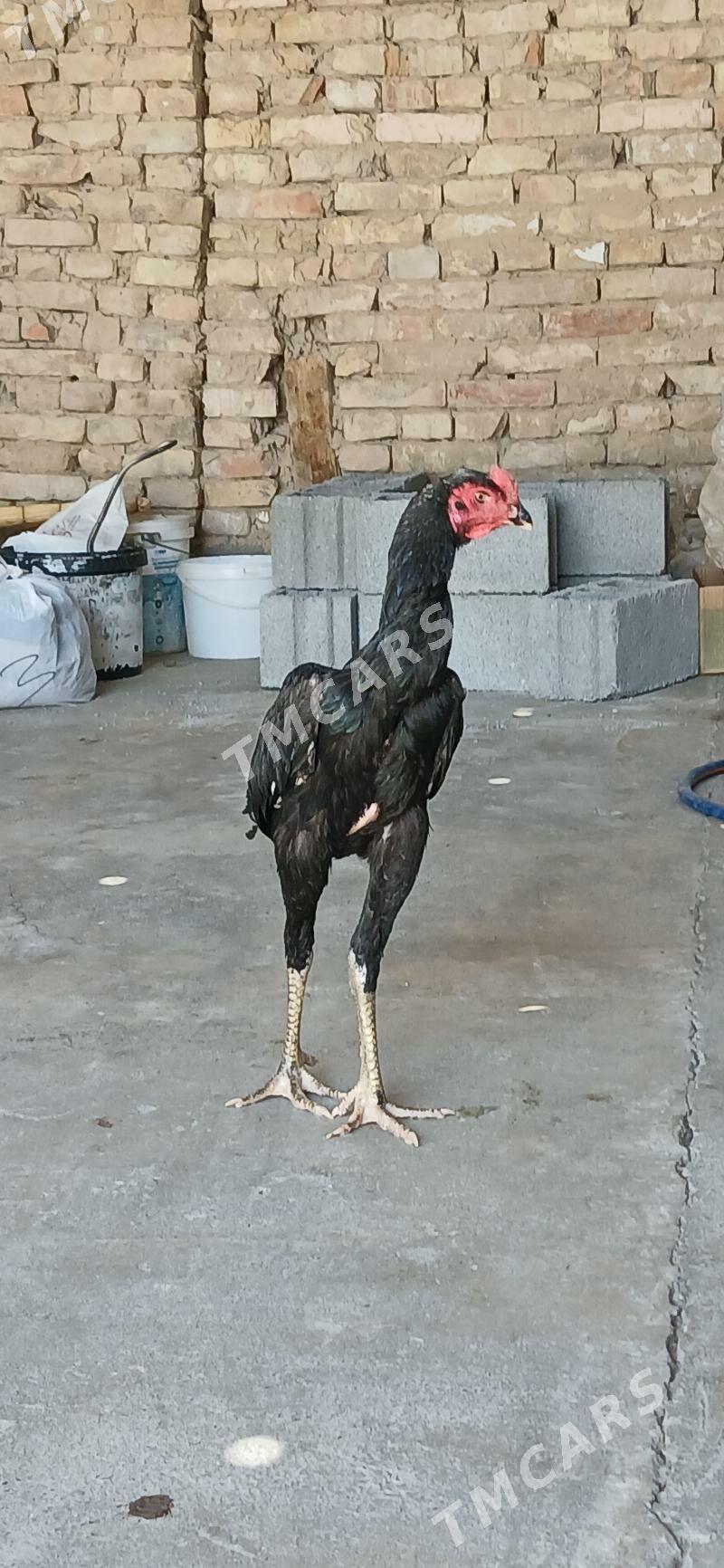 Taşgent - Hitrowka - img 2
