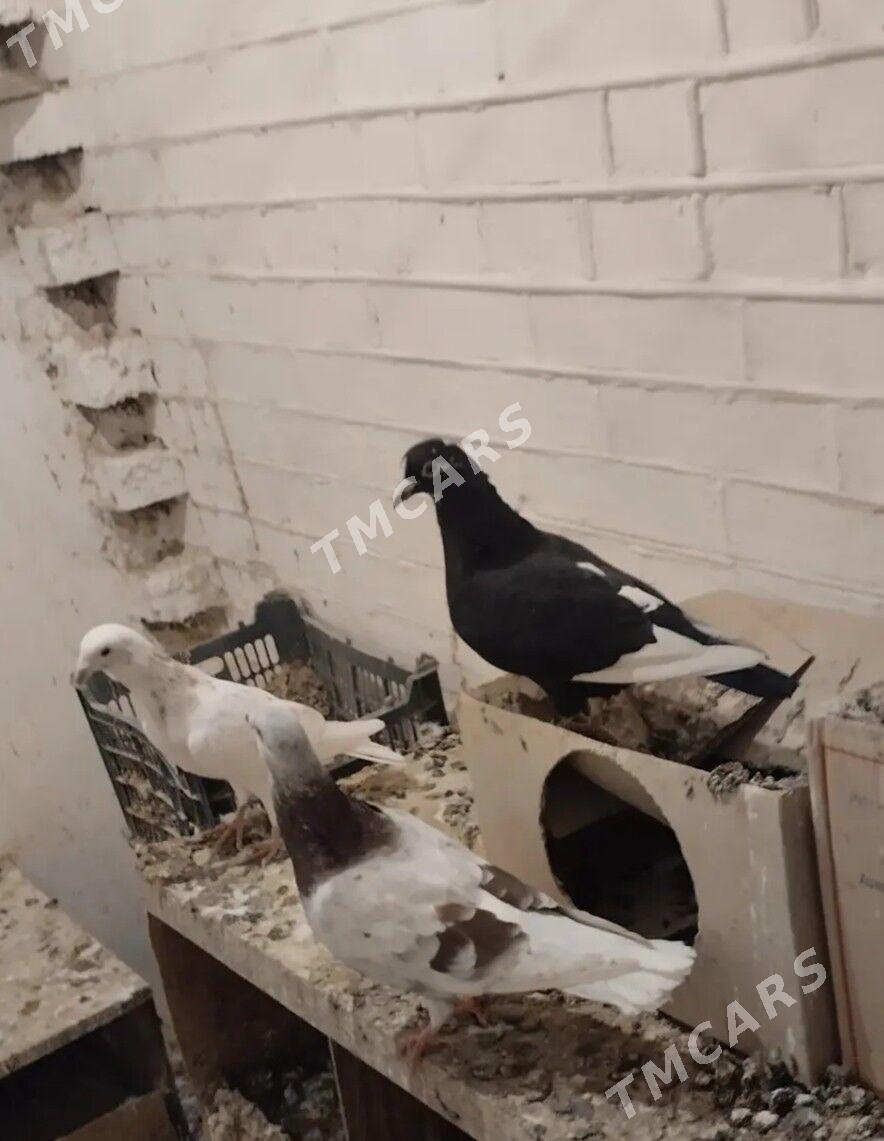 голуби домашние - Мары - img 1