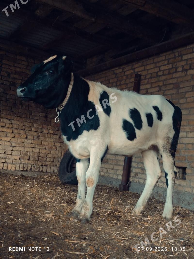 Golsteyn unajyn - Türkmenabat - img 1