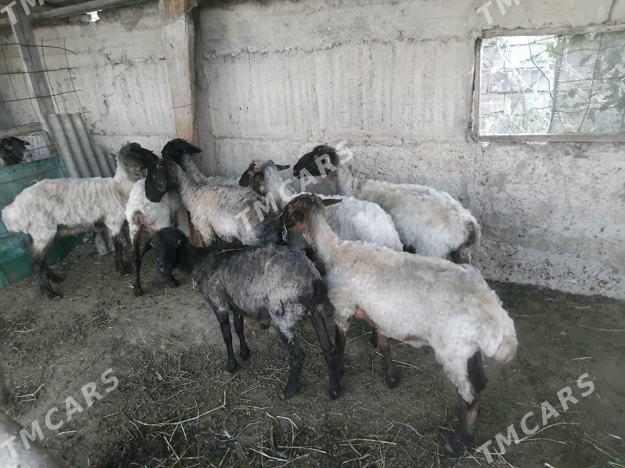 goyun - Гёкдепе - img 2